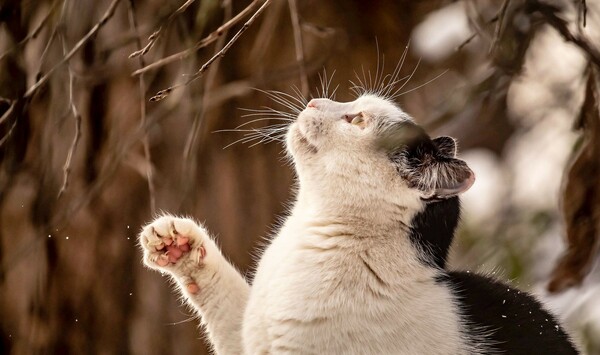 The week of February 22, 2026