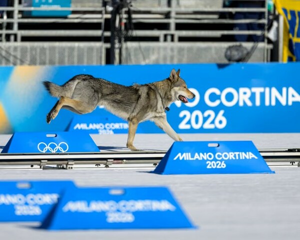 Very good dog invades course...