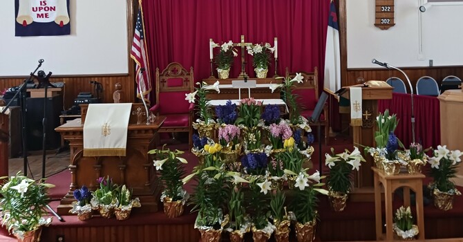 Easter Plants! image