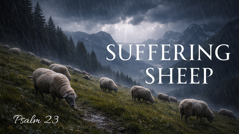 Suffering Sheep