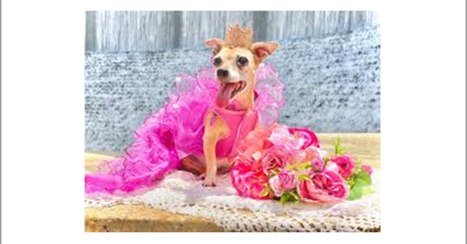 Humane Society Canine Quinceanera