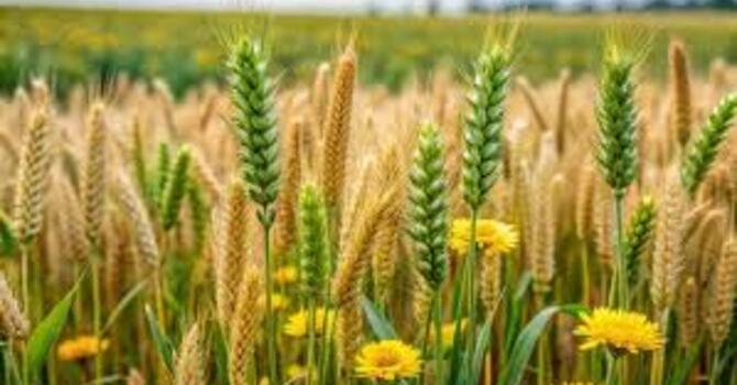 Grace in a Messy Field image