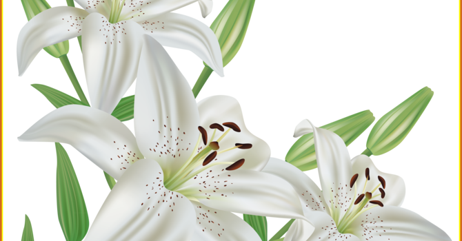 Easter Lilies on sale
