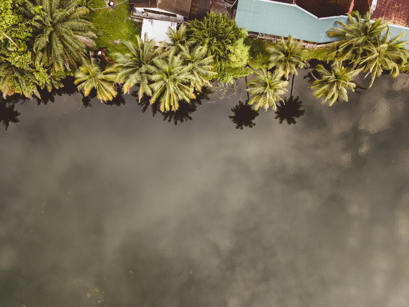 Flourish Like the Palm