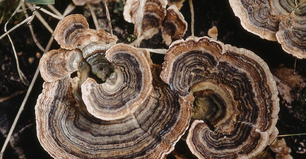 Second Sunday in Lent