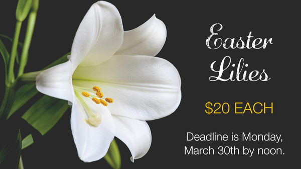 Easter Lilies