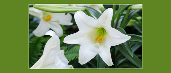Easter Lilies