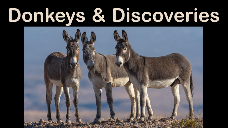 Donkeys and Discoveries