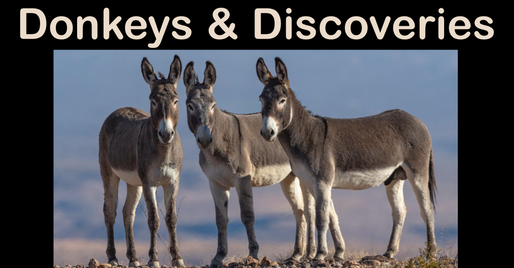 Donkeys and Discoveries