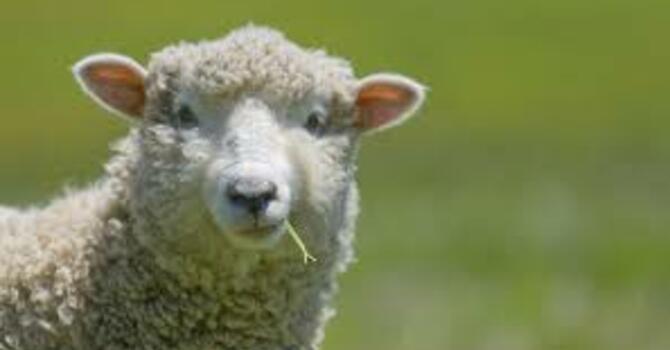 What Do I Think of the "Little Ones" image