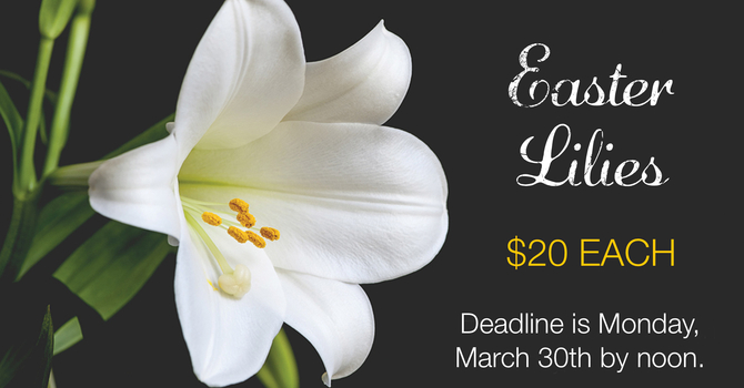 Easter Lilies
