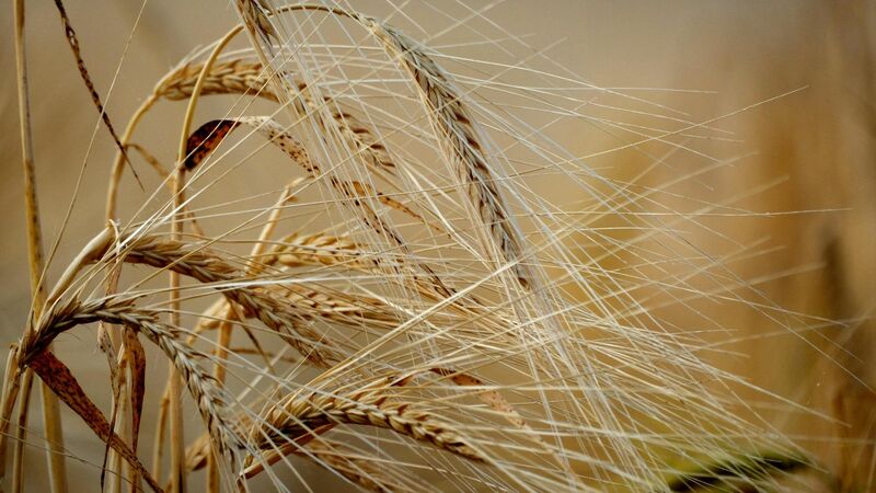 The Meaning and Importance of Baptism Matthew 3:1–17