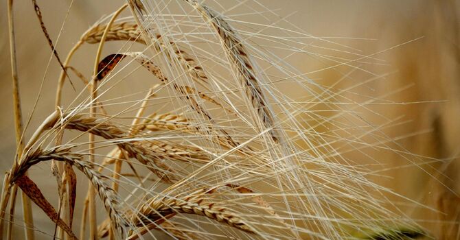 The Meaning and Importance of Baptism Matthew 3:1–17