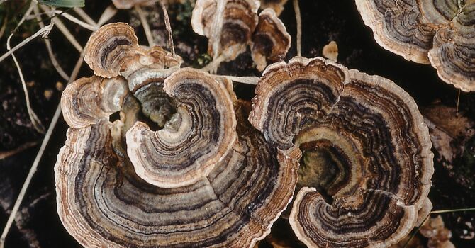 Second Sunday in Lent