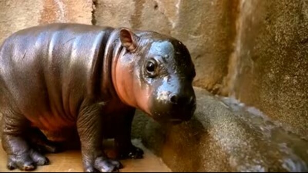Meet Jellybean, the cute new addition to the Arizona Wildlife World Zoo.