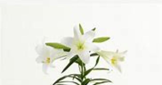 Easter Flowers image