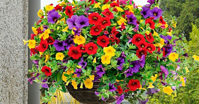 Flower Basket Fundraiser