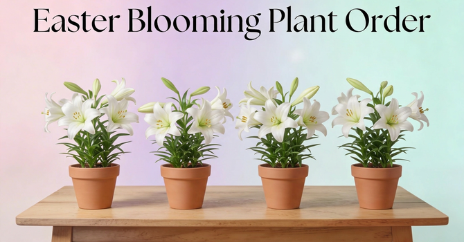 Easter Blooming Plant Order