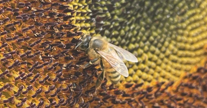 Jesus Loves the Little Children