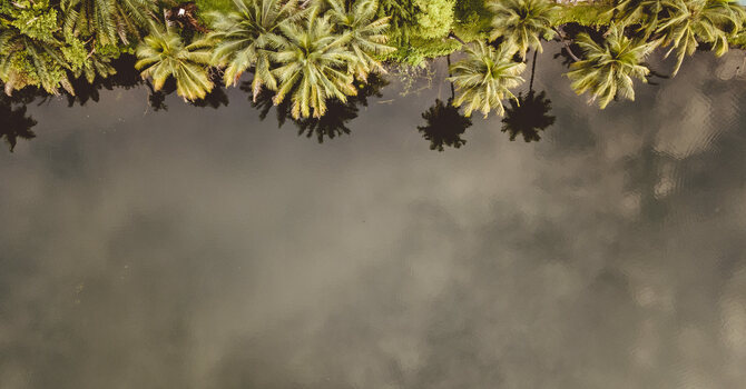 Flourish Like the Palm