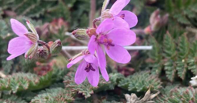 Pastor’s Corner:  image