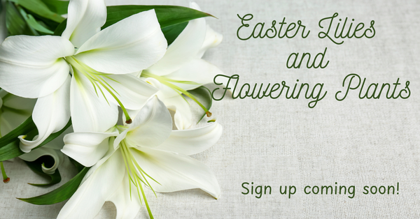 Easter Lilies and Flowering Plants
