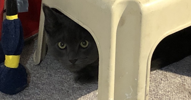 Stepping Out of the Shadows