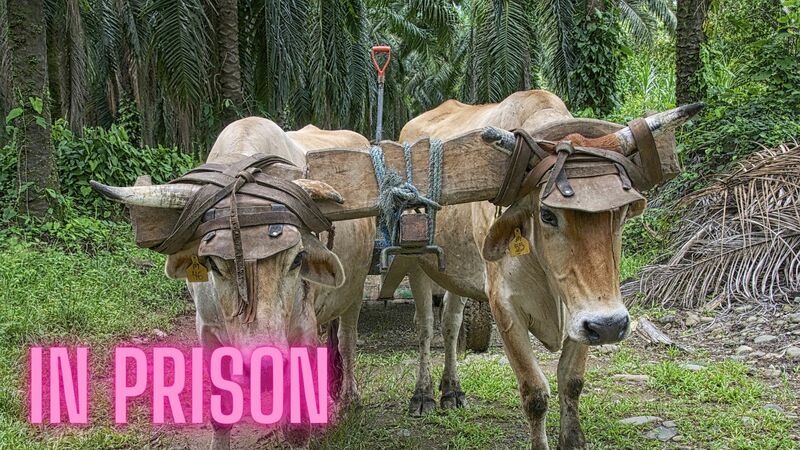 Book of Revelation Episode Eight