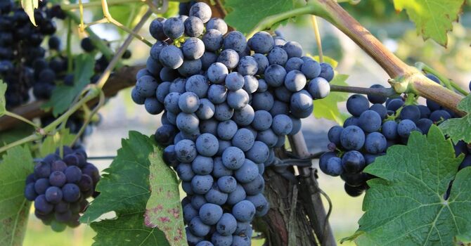 The Power of Divine Connection (Part 4) - Brought Near by His Blood - Wes Chambers