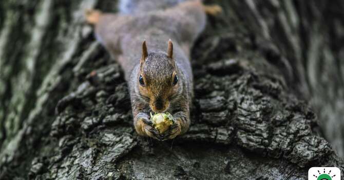 Worship: "Find My...... Squirrel!"