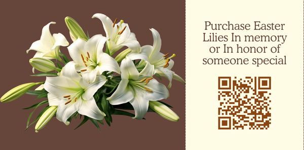Easter Lilies 