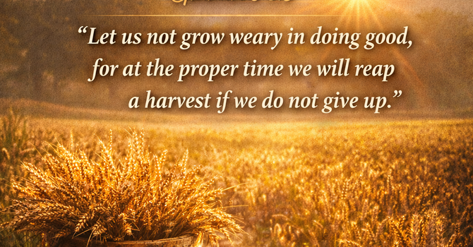 Steady Obedience image