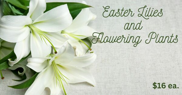 Easter Lilies and Flowering Plants