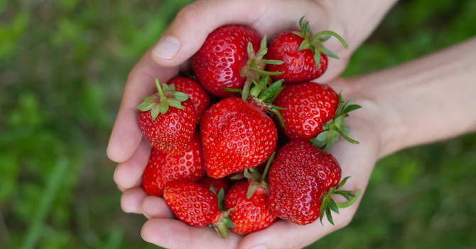 United Women in Faith Strawberries & Salad Lunch