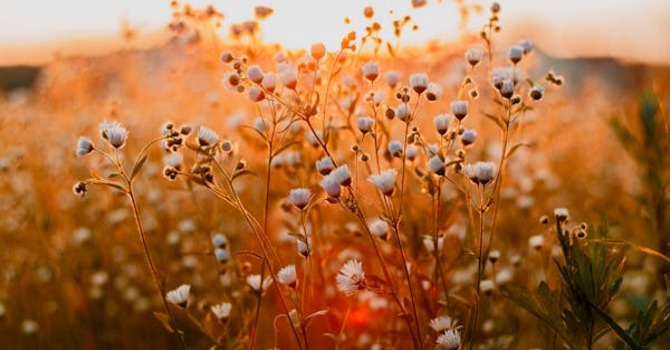 March 11, 2026 Devotion image