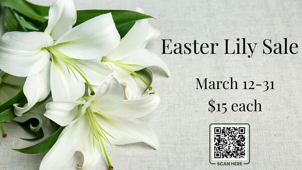 Easter Lily Sale