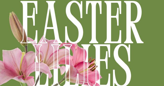 Sponsor Easter Lilies
