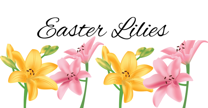 EASTER LILIES image