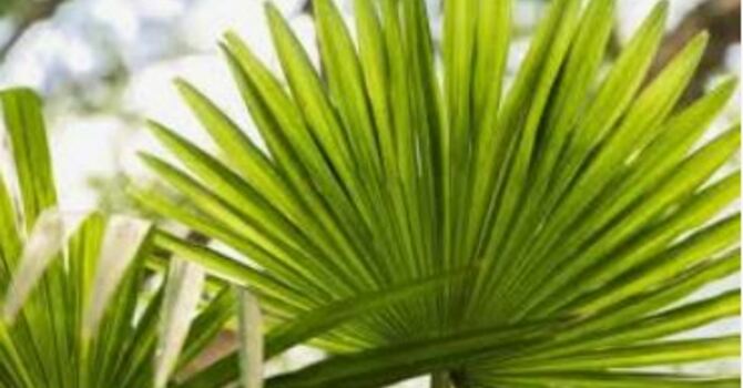 Palm Sunday