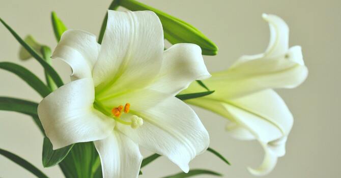 Easter Flowers image