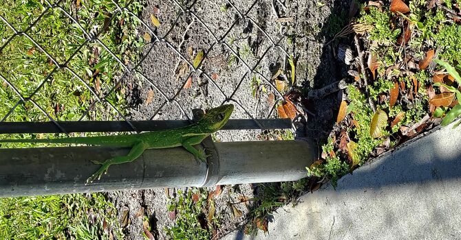 Lizard Caught! image