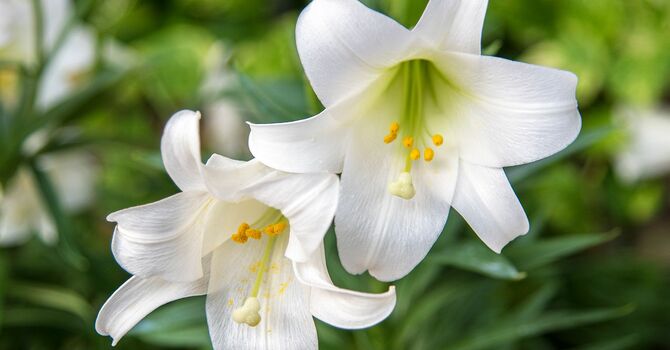 Purchase Easter Lilies for Easter Sunday
