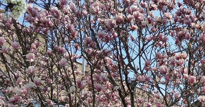 Holy Week and Easter Worship image