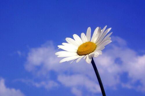 Parish Administrator