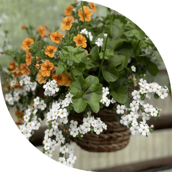 Hanging Baskets Fundraiser for Labyrinth Repair