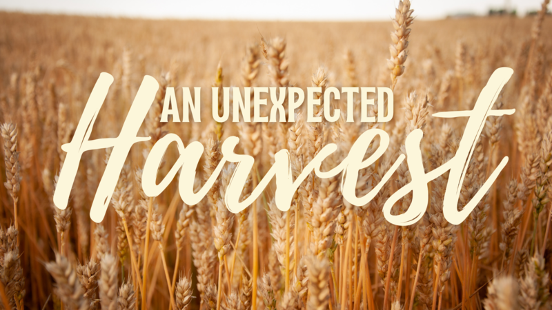 An Unexpected Harvest