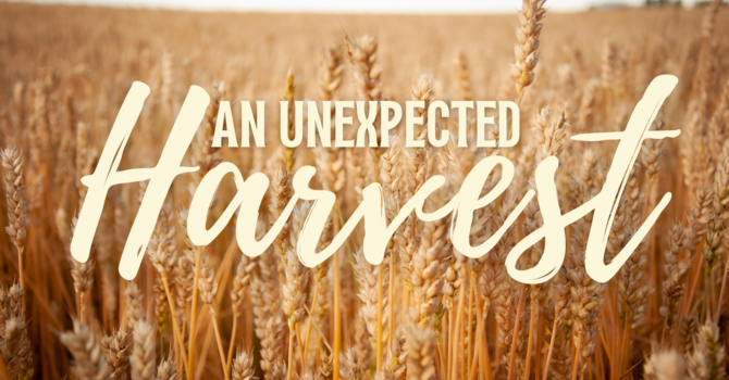 An Unexpected Harvest