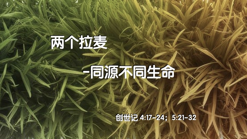 两个拉麦 同源不同生命