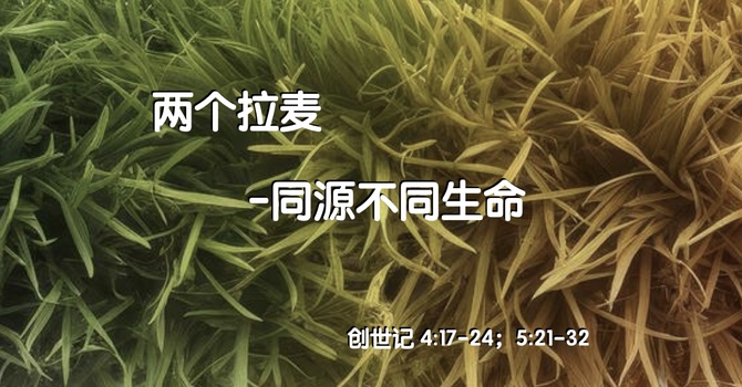 两个拉麦 同源不同生命