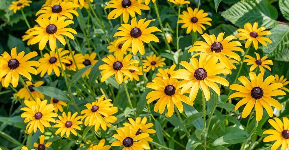 "Planting Hope" Plant Give Away Day